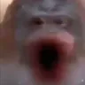 ape