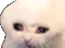 sadcat Discord Emoji