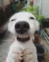cachorrofeliz