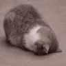 TY_cat_24