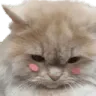 TY_cat_23