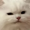 TY_cat_28