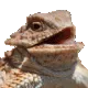 HEHE