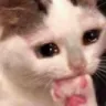 A_Cat_AlmostCry