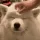 bl_doggo_pat