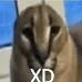 Xd