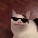 cool_cat
