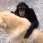 monkey_pat_dog Discord emoji