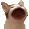 catBLOP