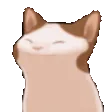 CatBop