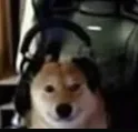 Doggo