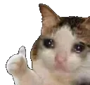 sadcatthumbsup sadcatthumbsup