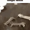 CaughtLackin
