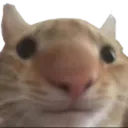 Catstupid Discord Emoji