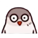 pidgeon_shocked