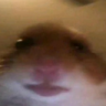 hamsterwha Discord emoji