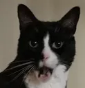 AU_catpog