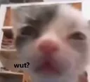 funicat funicat