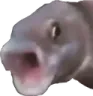 pogFish pogFish