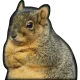 poutysquirr poutysquirr