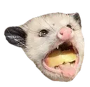 Possum2