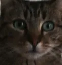 RosetteShook