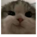catto_proud