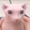 bingus