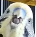 Bluescrem