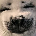 sealsGoodMan