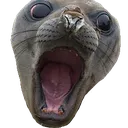 sealAngry