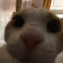 bcatwhat Discord Emoji