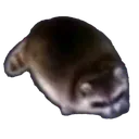 elmapache elmapache