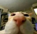 sniff sniff