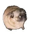 pugdance