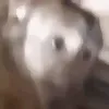 laughXD