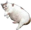cat_ded