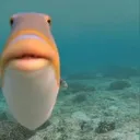 fish fish