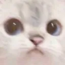 141_cute_cat