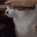 DGcatPat
