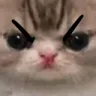 Angrycat angrycat Discord Emoji