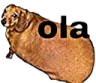 ola