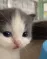 catto_wtf