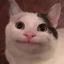 Cat Bruh catbruh Discord Emoji