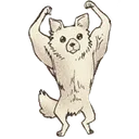 SXFswolechihuahua
