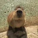 coconutpuppy