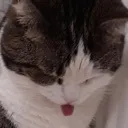 Cat Tongue cat_tongue Discord Emoji