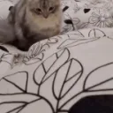 CE_Catjump