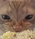 cornz