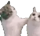 catAHomie